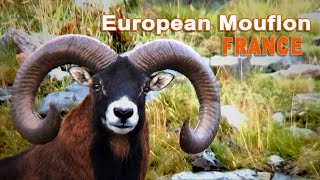 European Mouflon hunting in France  Chasse au Mouflon en France  2022 [upl. by Warfield]