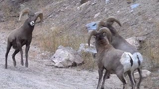 Rams Butting Heads in Colorado Canyon  WOW [upl. by Jenifer183]