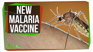 Developing A New Malaria Vaccine [upl. by Aisel]