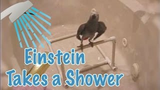 Einstein the Parrot Takes a Shower [upl. by Macnair]