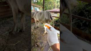 Penyuntikan obat vitamin pada sapi terkurus dikandang lembu shorts cow [upl. by Enahpad491]