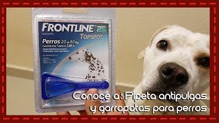 Conoce a Pipeta antipulgas garrapatas y piojos para perros Frontline [upl. by Siblee]