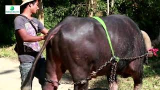 Cruelty on Animals  Bull used for dragging Heavy Logs of wood  Documentary Film [upl. by Oaks]