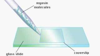 ActinMyosin Movie 2 [upl. by Lemraj]