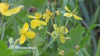 Сок 🍀 чистотела ОВП и рН Chelidonium majus [upl. by Halil]