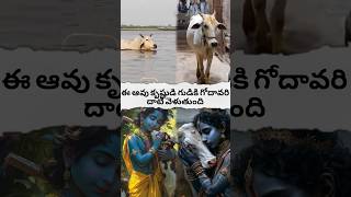 cow crosses the Godavari to the temple of Krishnashortsfeed hanumangod avtelugutalks [upl. by Japeth]