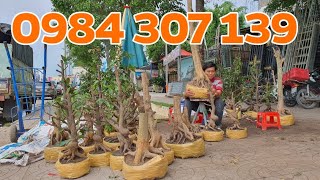 PHÔI MAI VÀNG CẦN THƠ ngày 2162020 🌻0984 307 139 TỒN🌻 bonsai Can Tho [upl. by Airun]