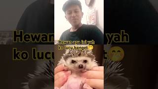 Part 1 Baby hedgehog hedgehog pets animals cute animallover animal [upl. by Enomahs]