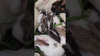 Baby Rabbit Eaten 🐇 shortfeed lucknowzoo babyrabbit viralvideo cuteanimal shorts trending [upl. by Altman736]