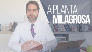 MORINGA OLEÍFERA  INCONTÁVEIS BENEFÍCIOS [upl. by Vaientina636]