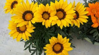 GAZANIA an eye catching winter flower grow amp care info [upl. by Netnerb]