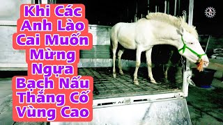 Thang Co Cremello Lao Cai  BẠCH MÃ TV [upl. by Perkin1]