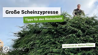 Große Scheinzypresse Tipps für den Rückschnitt  gardify Tipps [upl. by Elicec386]