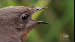 Lyre Bird Mimicking Humans [upl. by Carper]