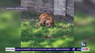 Video shows man fling small dog over fence in southwest Las Vegas neighborhood [upl. by Lertsek]