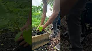 Growing Moringa from seeds to pots plant lives matter grow moringa garden [upl. by Nnod]