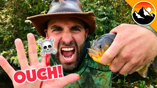 Piranha Fish Feeding Frenzy  Jungle  BBC Studios [upl. by Nalyd]