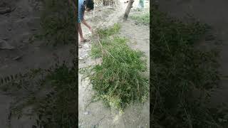 Big Hina tree cutting and propagation heenaplant propogation plants garden trending shorts sr [upl. by Urbas923]