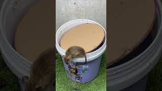 Best home mouse trapmouse trap tips rat rattrap [upl. by Richmal]