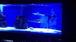 Saltwater Fish Tank Blacktip Shark Aquarium for Home [upl. by Atinaujnas]