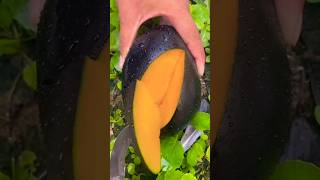 black mango കറുപ്പ് നിറത്തിൽ മാങ്ങാ ആരെക്കിലും കണ്ടിട്ട് ഉണ്ടോ fruit food nature fruitcutting [upl. by Aitenev602]