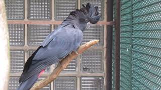 RotschwanzRabenkakaduRedtailed black cockatoo Calyptorhynchus banksii [upl. by Lotti389]