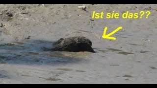 ALLIGATORSCHILDKRÖTE LOTTI  Verschärfte Suche im Oggenrieder Weiher [upl. by Lancey]