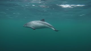 Curious Harbour Porpoises filmed with a polecam [upl. by Airdnoed]