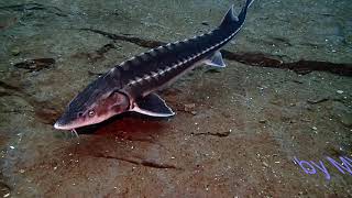 Acipenser gueldenstaedtii Danube sturgeon [upl. by Donnamarie20]