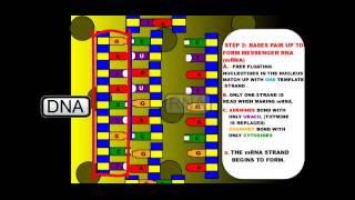 Protein Synthesis and Mutations [upl. by Nnaeirual]