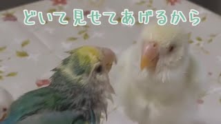 【背後には気をつけろ…コザクラインコ茶々丸】コザクラインコ セキセイインコ ラブバード 音声効果チャレンジ lovebirds parakeet parrot ルチノー アルビノ [upl. by Tnek]