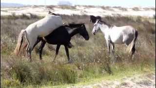 CASAL DE CAVALOS NAMORANDO [upl. by Adnolrehs]