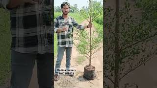 Terminalia Mantaly 1213 Fit Hight Available Wholesale price My Website Madina Nursery [upl. by Rabassa]