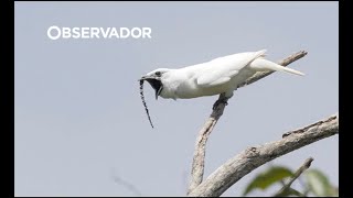 Como um martelo ArapongadaAmazónia bate recorde e é a ave mais barulhenta do mundo [upl. by Archambault272]