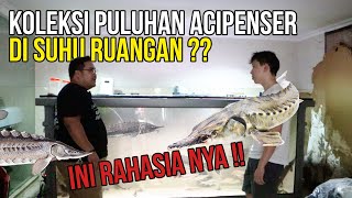 GILAAAA ‼️‼️ BELIAU SUKSES PELIHARA ACIPENSER STURGEON DI SUHU RUANGAN TANPA PENDINGIN ‼️‼️ [upl. by Ahsuatal]