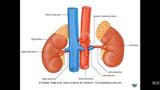 Retroperitoneal Organs 1 Dr Emad I Shaqoura [upl. by Naux209]