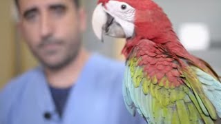 AVES  El Ara cloróptera un guacamayo gigante de los más grandes del mundo [upl. by Valida]