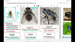 Practical parasitology part 4 arthropods [upl. by Mikkanen845]