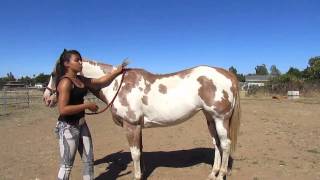 Best Wild Horses Mare Compilation of some Wild Horse Fights Video 145 [upl. by Hafinah]