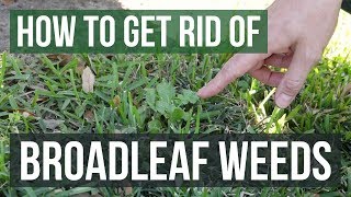 How to Get Rid of Broadleaf Weeds Lawn Care Tips [upl. by Regnig967]