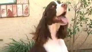 English Springer Spaniel [upl. by Airdnalahs347]