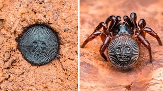 Trapdoor Spider Secrets You Need to Know NOW [upl. by Corissa]