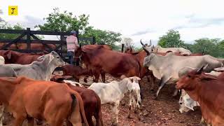 Manejo vacas de leite período das chuvas [upl. by Milks]