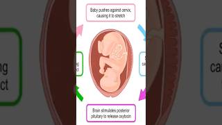 oxytocin induced labor physiology pregnancy [upl. by Arondell460]