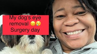 Dog eye removal double enucleation [upl. by Naamana]