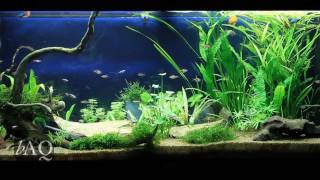 Juwel Rio 240  Planted community tank HD [upl. by Perot]