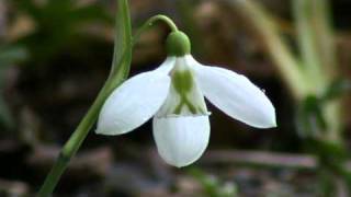 Galanthus plicatus Three Ships [upl. by Joab]