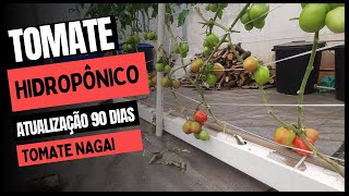 Iniciando a colheita dos Tomates  Hidroponia [upl. by Nalloh]