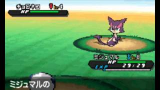 Pokemon Black 2  White 2 Wild Pokemon Battle Purrloin Black [upl. by Eelirol141]