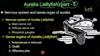 Nervous system and sense organ of aurelia  part5  aurelia notes bsc 1st semester mgsu university [upl. by Nbi]